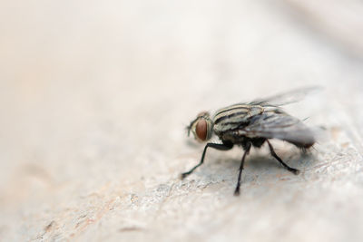 Close-up of fly