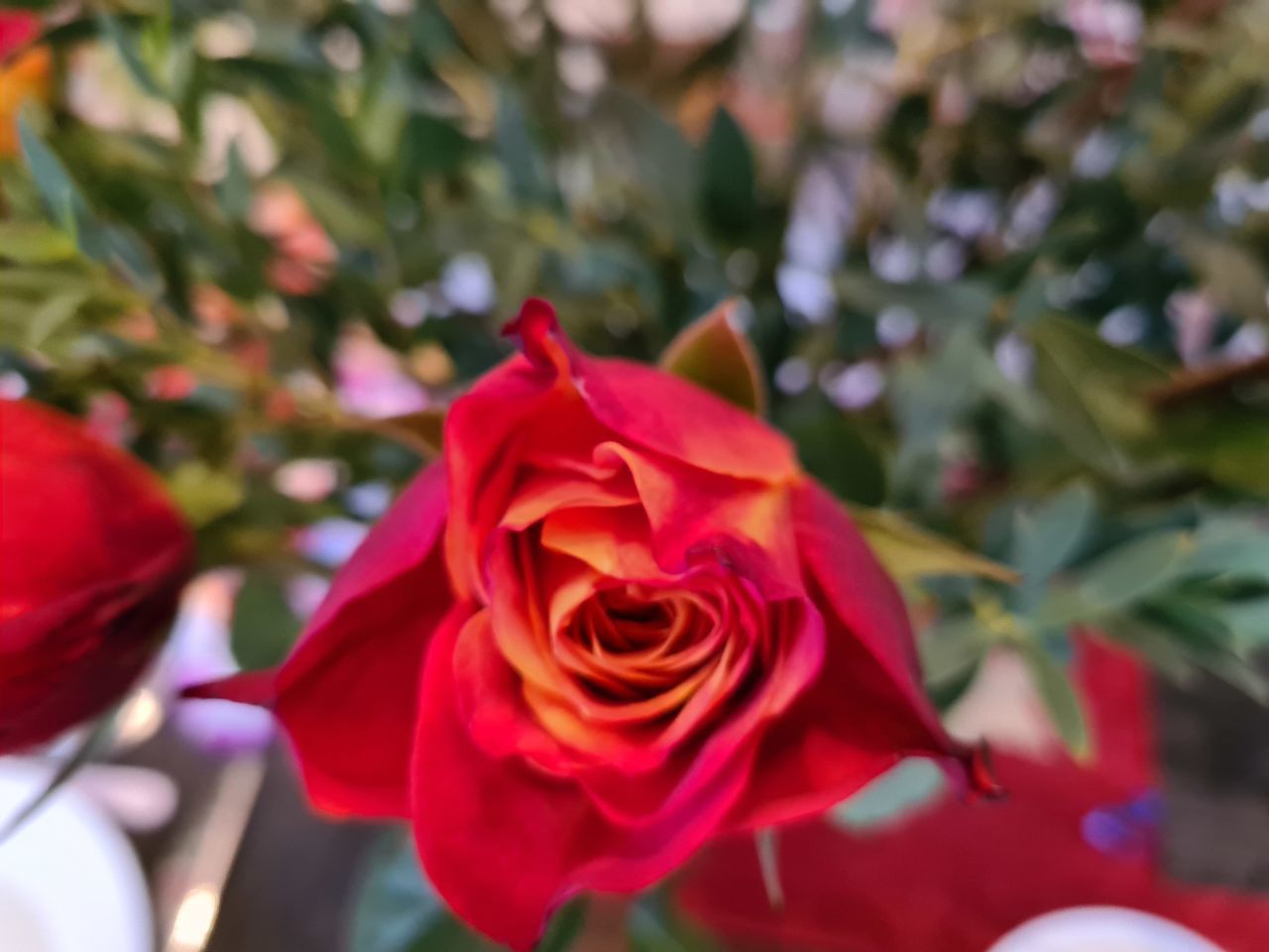 CLOSE-UP OF ROSE AGAINST RED ROSES