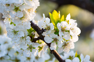 Close-up of white cherry blossom tree