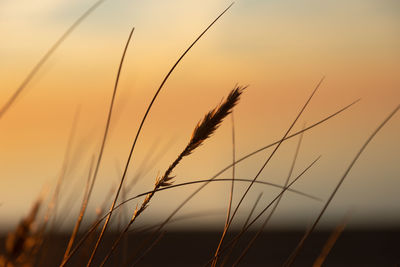 Coastal symphony. grass flourishing on baltic sands. grass at the baltic sea