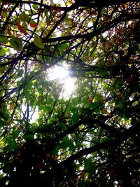 Low angle view of trees against sky