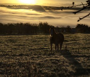 Horse on field against sky during sunset