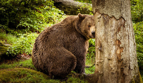 Bear sitting in forest