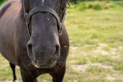 Close-up of a horse on field