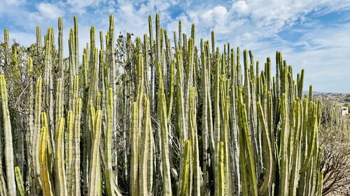 Close-up of plants against sky