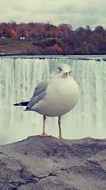 Close-up of seagull perching on shore against sky