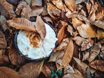 High angle view of dried leaves on field