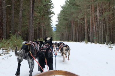 Dogs pulling sleigh on snowy field during winter