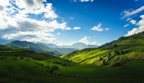 Scenic view of agricultural field against sky