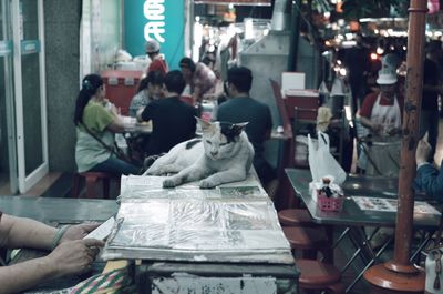 High angle view of cat siting on table at counter in restaurant