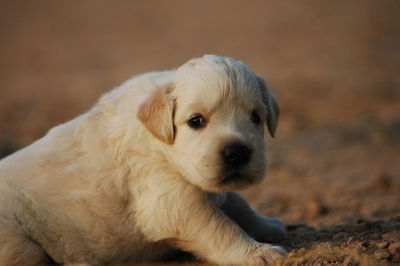 Close-up cute puppy
