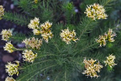 Close-up of yellow flowers growing in garden