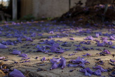 Close-up of purple crocus flowers on field