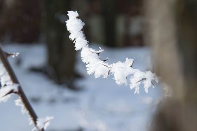 Close-up of frozen plant during winter
