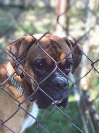 Close-up portrait of dog seen through chainlink fence