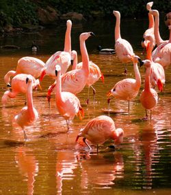 Flock of birds in lake