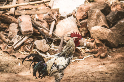 Close-up of rooster