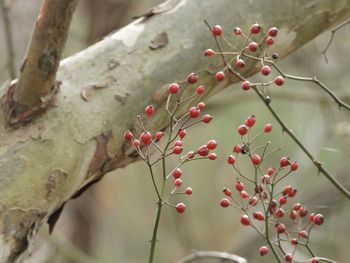 Close-up of red berries growing on tree