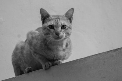 Portrait of cat sitting on wall