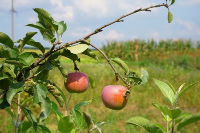 Close-up of apples on tree