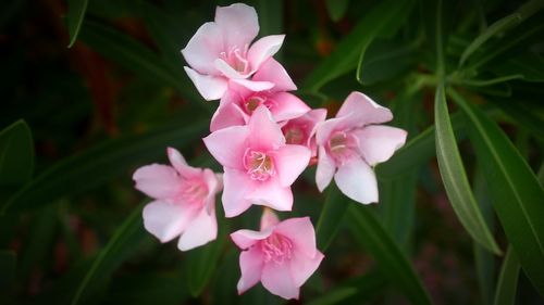 Close-up of pink flowering plant