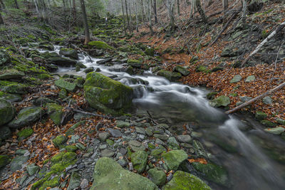 Stream flowing through rocks in forest