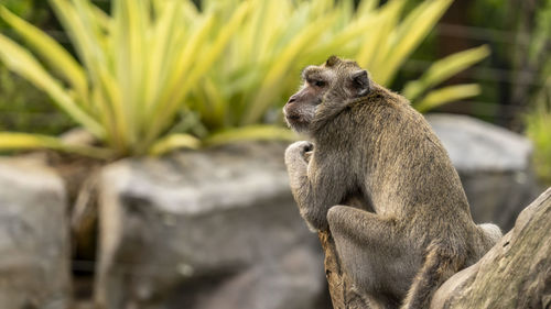 Monkey sitting on rock