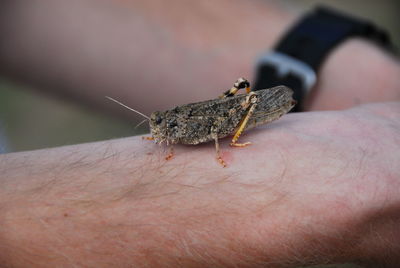 Close-up of cropped hand