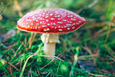 fungus