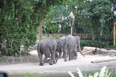 Horse in zoo