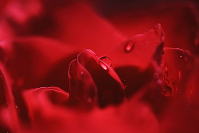 Close-up of red rose flower