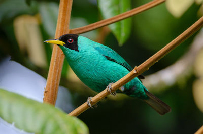 Close-up of bird perching on branch