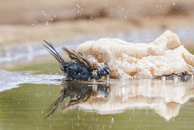 Close-up of bird in lake