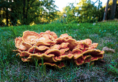 Close-up of mushrooms growing on field