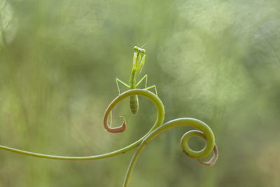 Praying mantis with beautiful pose