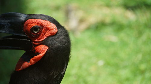 Close-up of a bird