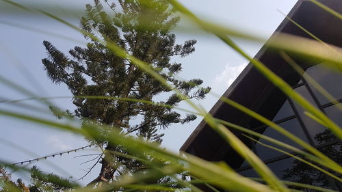 Low angle view of bamboo tree against sky