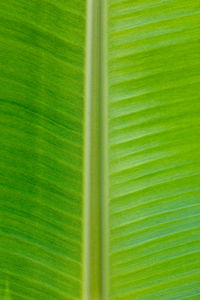 Full frame shot of green leaf