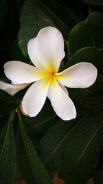 Close-up of white flower