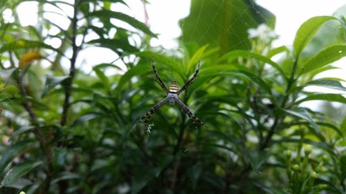 Close-up of insect on plant