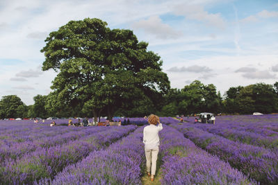 Rear view of woman walking on lavender field