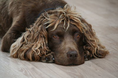 Close-up portrait of dog