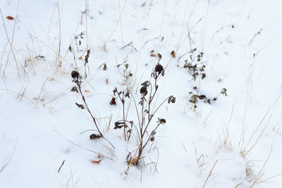 Close-up of snow covered plant on field