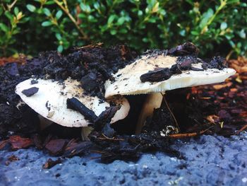 Close-up of mushroom growing on ground