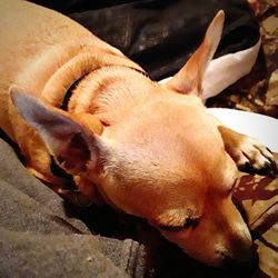 Close-up of a dog sleeping