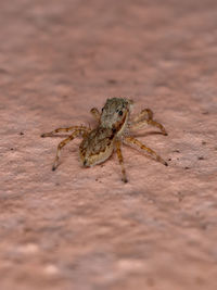 Close-up of spider