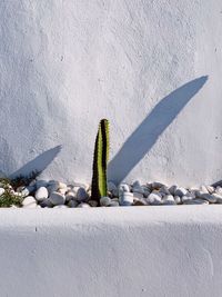 Cactus growing on stone wall