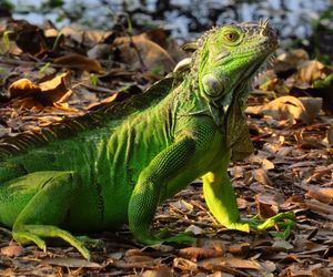 Close-up of lizard