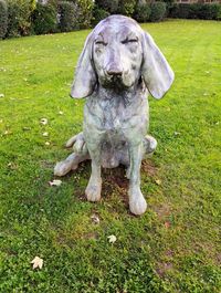 Close-up of dog sitting on field