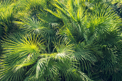 Full frame shot of palm tree